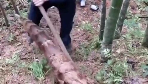 女生以为挖到超大竹笋结果被嘲笑