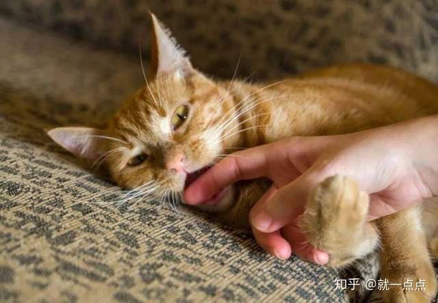养了4年的猫把主人咬到输液1周